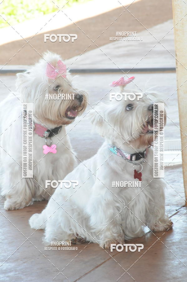 Buy your photos of the eventEnsaio Fotografico Pets - LuClickPets - Fotografia de Animais on Fotop