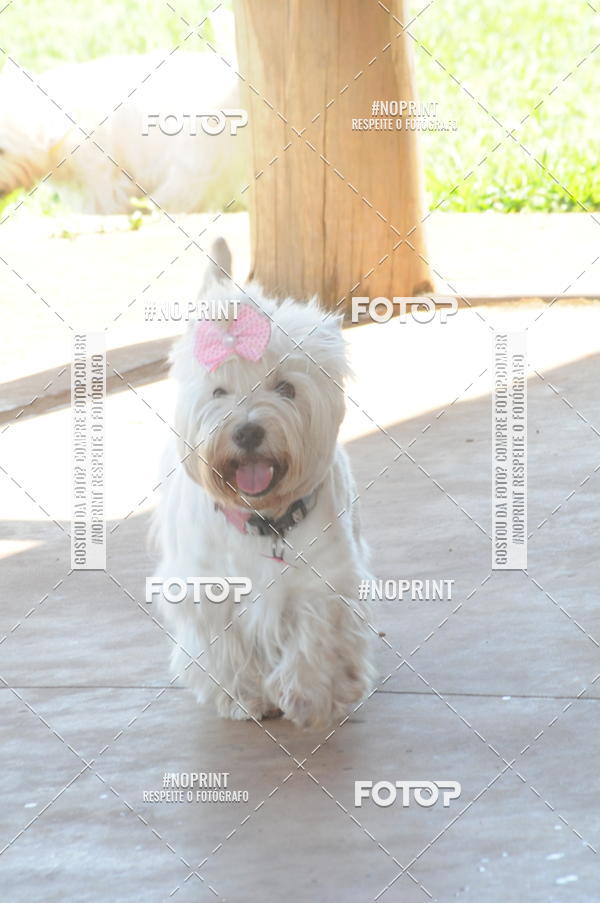 Buy your photos of the eventEnsaio Fotografico Pets - LuClickPets - Fotografia de Animais on Fotop