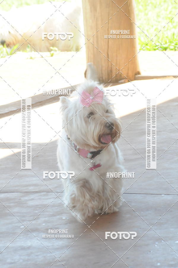 Buy your photos of the eventEnsaio Fotografico Pets - LuClickPets - Fotografia de Animais on Fotop