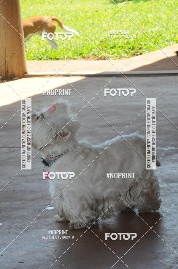 Buy your photos of the eventEnsaio Fotografico Pets - LuClickPets - Fotografia de Animais on Fotop