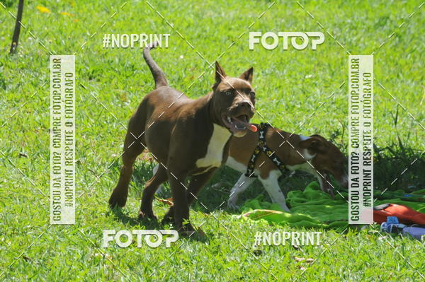 Buy your photos of the eventEnsaio Fotografico Pets - LuClickPets - Fotografia de Animais on Fotop