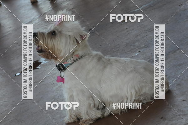 Buy your photos of the eventEnsaio Fotografico Pets - LuClickPets - Fotografia de Animais on Fotop
