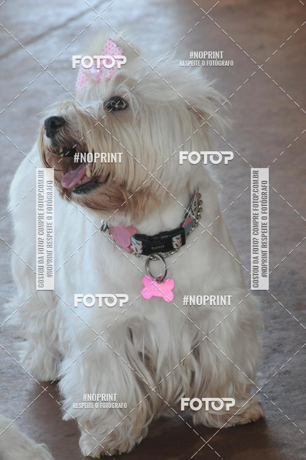 Buy your photos of the eventEnsaio Fotografico Pets - LuClickPets - Fotografia de Animais on Fotop