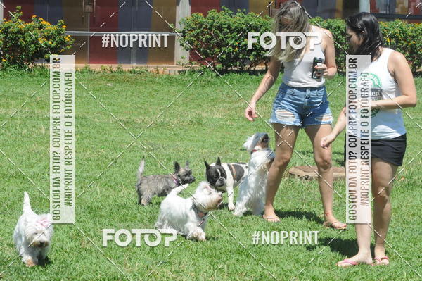 Buy your photos of the eventEnsaio Fotografico Pets - LuClickPets - Fotografia de Animais on Fotop