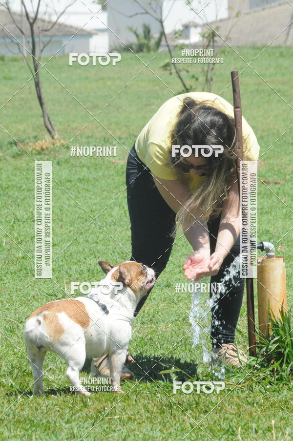 Buy your photos of the eventEnsaio Fotografico Pets - LuClickPets - Fotografia de Animais on Fotop