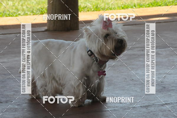 Buy your photos of the eventEnsaio Fotografico Pets - LuClickPets - Fotografia de Animais on Fotop