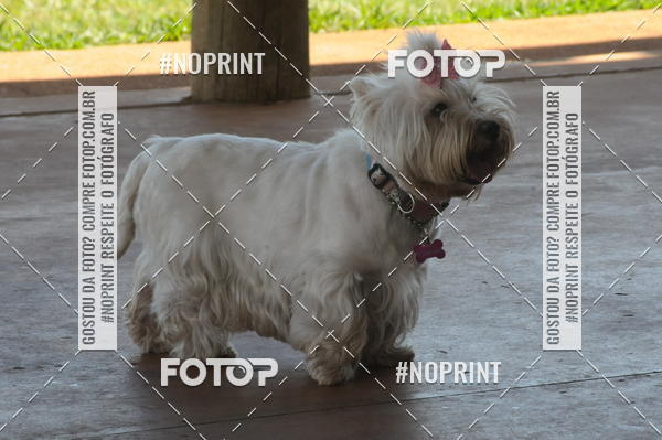 Buy your photos of the eventEnsaio Fotografico Pets - LuClickPets - Fotografia de Animais on Fotop