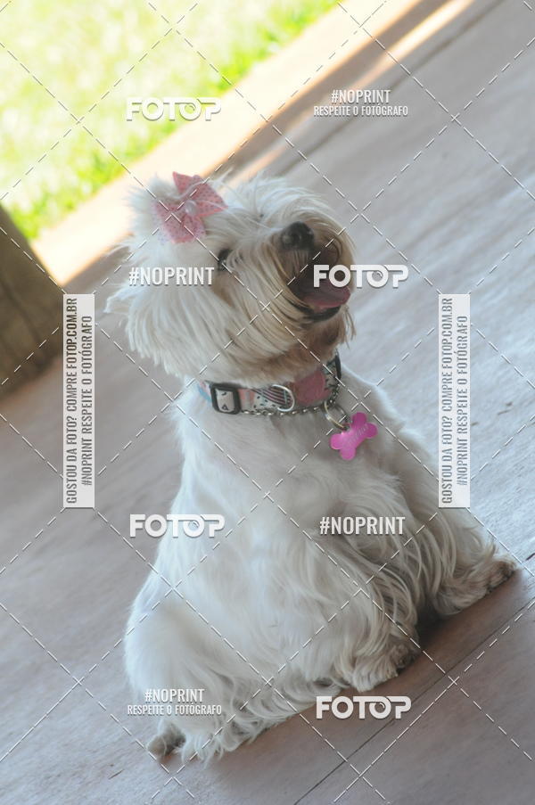 Buy your photos of the eventEnsaio Fotografico Pets - LuClickPets - Fotografia de Animais on Fotop