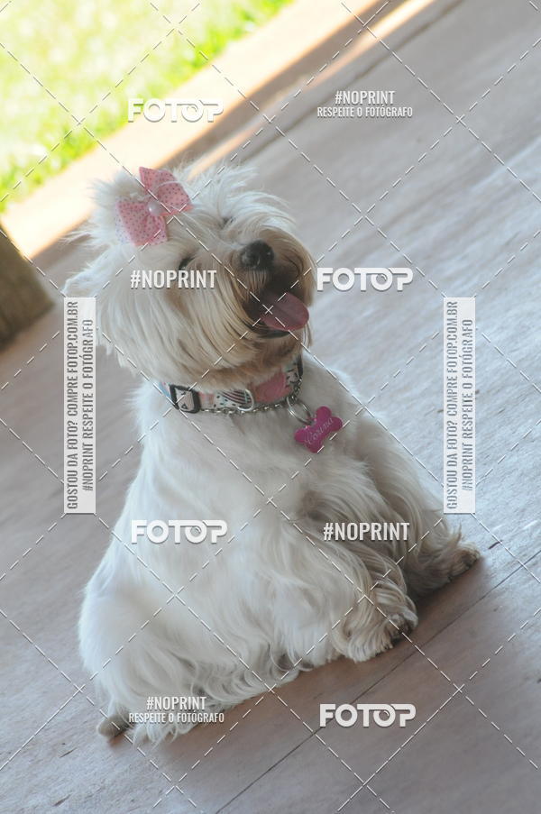 Buy your photos of the eventEnsaio Fotografico Pets - LuClickPets - Fotografia de Animais on Fotop