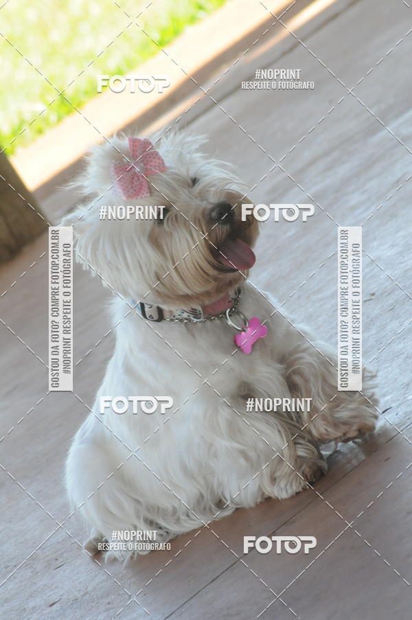 Buy your photos of the eventEnsaio Fotografico Pets - LuClickPets - Fotografia de Animais on Fotop