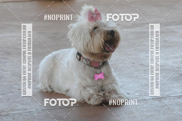 Buy your photos of the eventEnsaio Fotografico Pets - LuClickPets - Fotografia de Animais on Fotop
