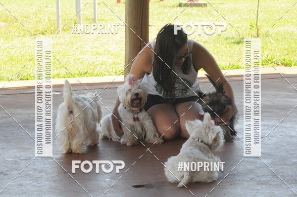 Buy your photos of the eventEnsaio Fotografico Pets - LuClickPets - Fotografia de Animais on Fotop