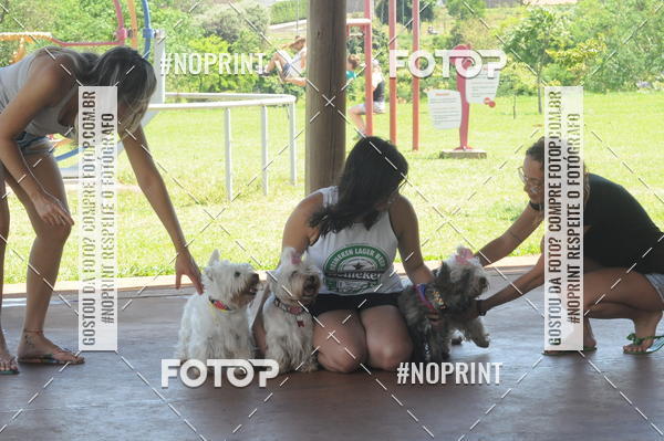 Buy your photos of the eventEnsaio Fotografico Pets - LuClickPets - Fotografia de Animais on Fotop