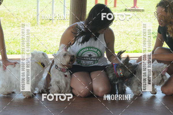 Buy your photos of the eventEnsaio Fotografico Pets - LuClickPets - Fotografia de Animais on Fotop