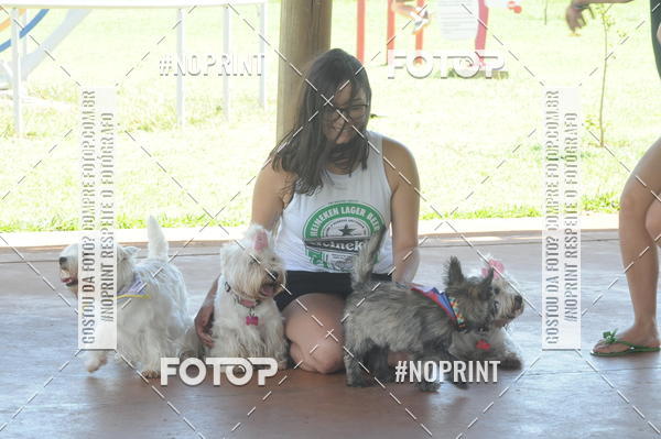 Buy your photos of the eventEnsaio Fotografico Pets - LuClickPets - Fotografia de Animais on Fotop