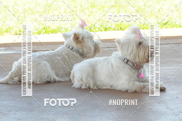 Buy your photos of the eventEnsaio Fotografico Pets - LuClickPets - Fotografia de Animais on Fotop