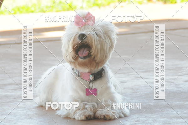 Buy your photos of the eventEnsaio Fotografico Pets - LuClickPets - Fotografia de Animais on Fotop