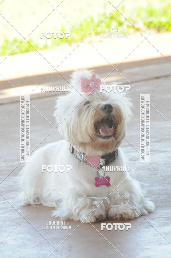 Buy your photos of the eventEnsaio Fotografico Pets - LuClickPets - Fotografia de Animais on Fotop