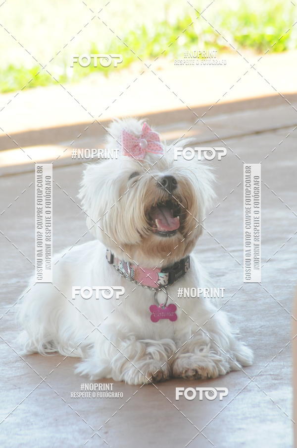 Buy your photos of the eventEnsaio Fotografico Pets - LuClickPets - Fotografia de Animais on Fotop