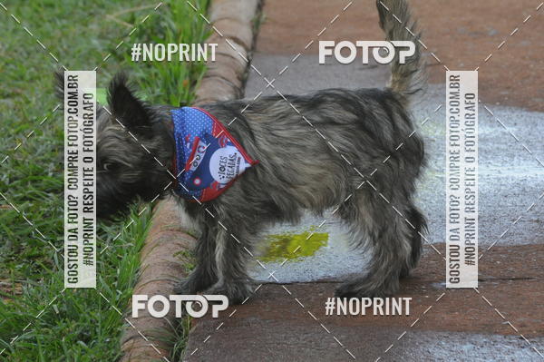 Buy your photos of the eventEnsaio Fotografico Pets - LuClickPets - Fotografia de Animais on Fotop