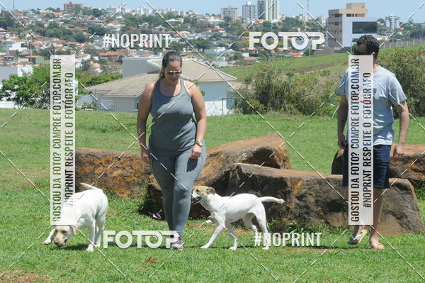 Buy your photos of the eventEnsaio Fotografico Pets - LuClickPets - Fotografia de Animais on Fotop
