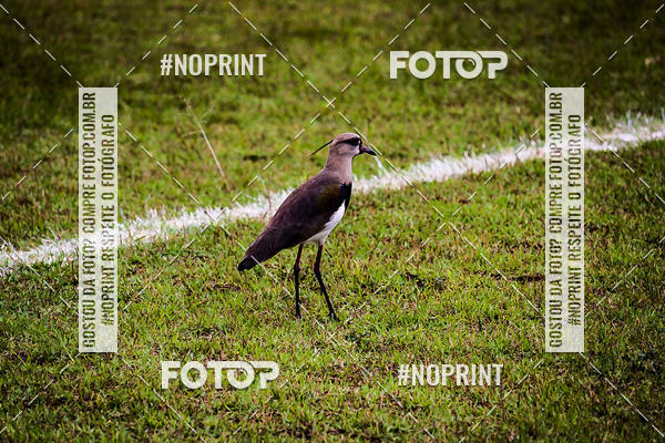 Compra tus fotos del eventoFUTEBOL AMERICANO LIGA BFA  SO PAULO STORM X TRITES VILA VELHA  En Fotop