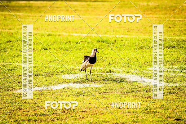 Acquista le foto dell'eventoFUTEBOL AMERICANO LIGA BFA  SO PAULO STORM X TRITES VILA VELHA  in Fotop