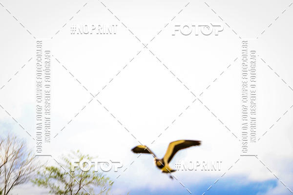 Acquista le foto dell'eventoFUTEBOL AMERICANO LIGA BFA  SO PAULO STORM X TRITES VILA VELHA  in Fotop