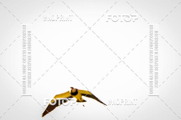 Acquista le foto dell'eventoFUTEBOL AMERICANO LIGA BFA  SO PAULO STORM X TRITES VILA VELHA  in Fotop