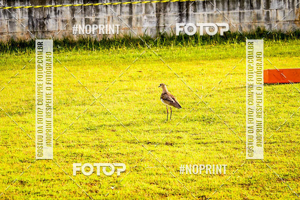 Compre suas fotos do eventoFUTEBOL AMERICANO LIGA BFA  SO PAULO STORM X TRITES VILA VELHA  no Fotop