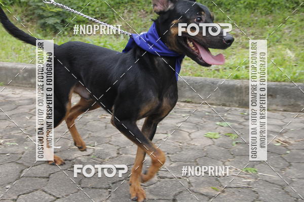 Buy your photos of the eventDogRun Corrida e Cominhada on Fotop
