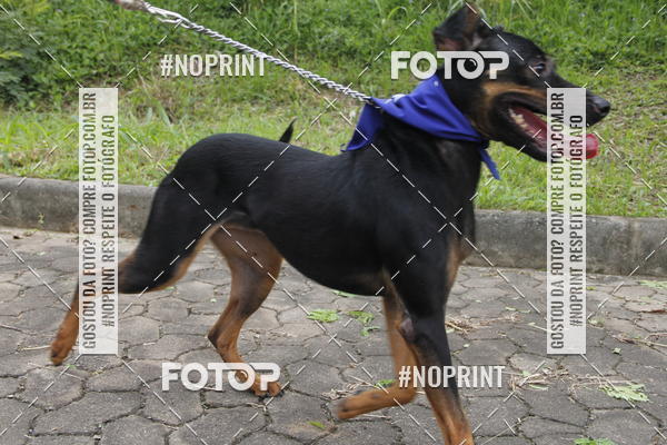 Buy your photos of the eventDogRun Corrida e Cominhada on Fotop