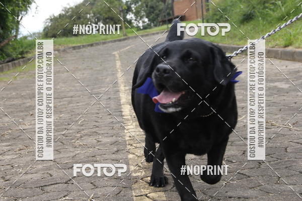 Buy your photos of the eventDogRun Corrida e Cominhada on Fotop