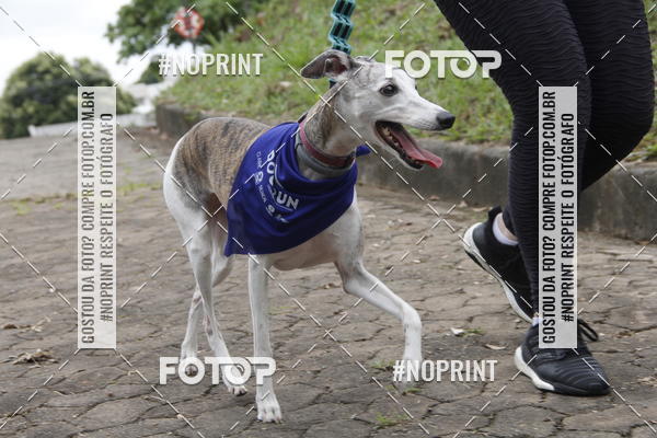 Buy your photos of the eventDogRun Corrida e Cominhada on Fotop