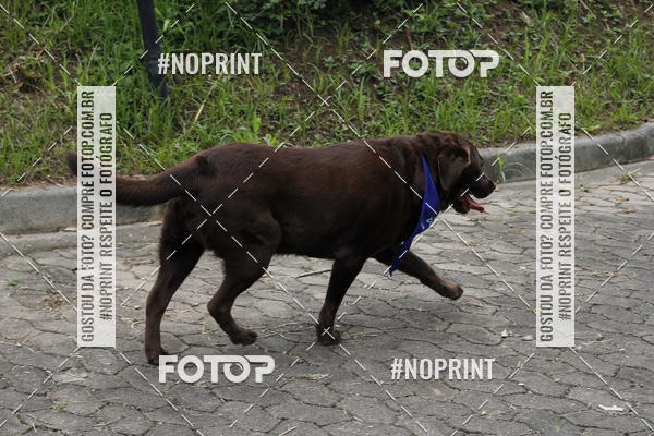 Buy your photos of the eventDogRun Corrida e Cominhada on Fotop