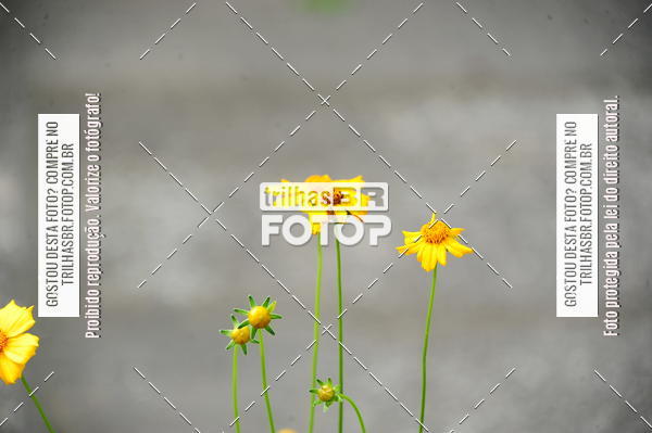 Buy your photos of the eventEST Masculino JASC on Fotop