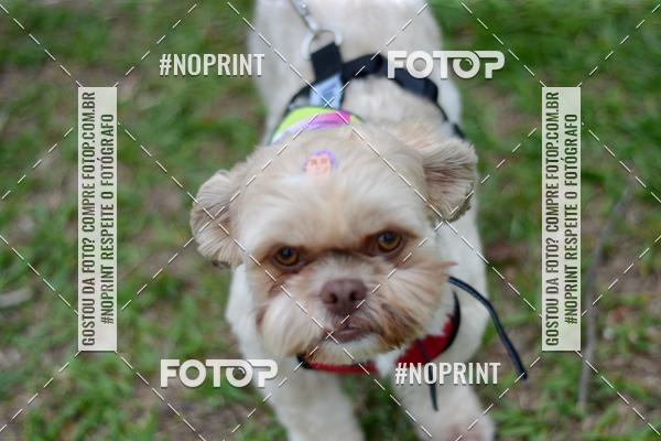 Buy your photos of the event2 PET RUNNER 2019 on Fotop
