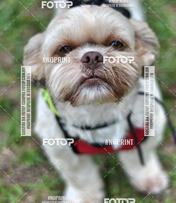 Buy your photos of the event2 PET RUNNER 2019 on Fotop