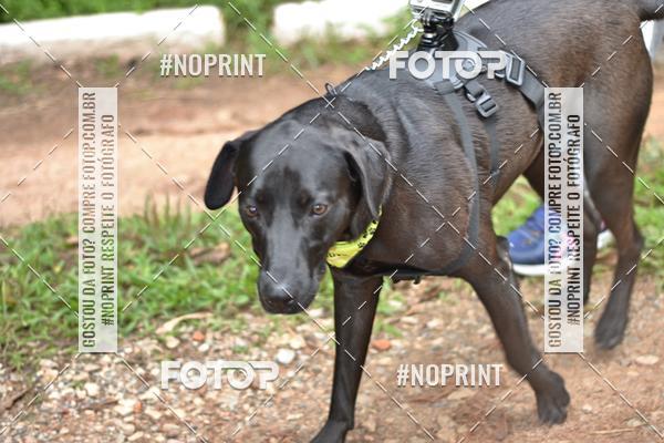 Buy your photos of the event2 PET RUNNER 2019 on Fotop