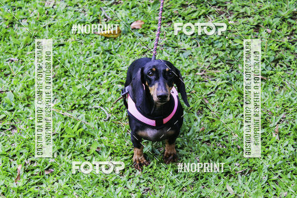 Buy your photos of the event2 PET RUNNER 2019 on Fotop