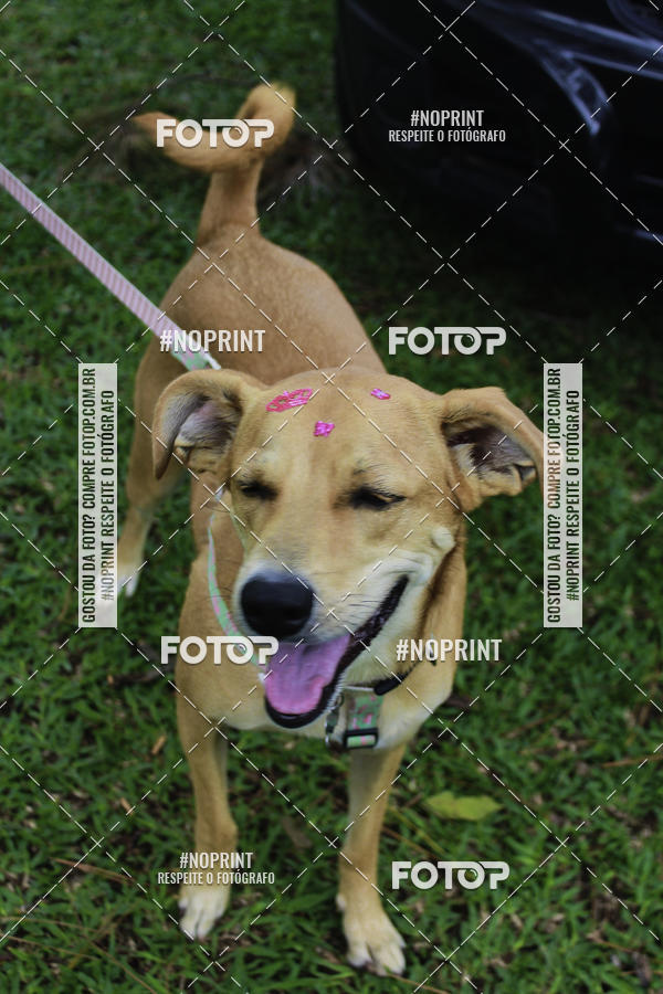 Buy your photos of the event2 PET RUNNER 2019 on Fotop