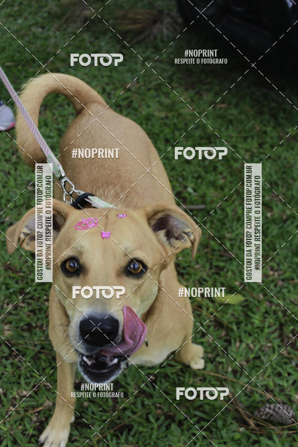 Buy your photos of the event2 PET RUNNER 2019 on Fotop