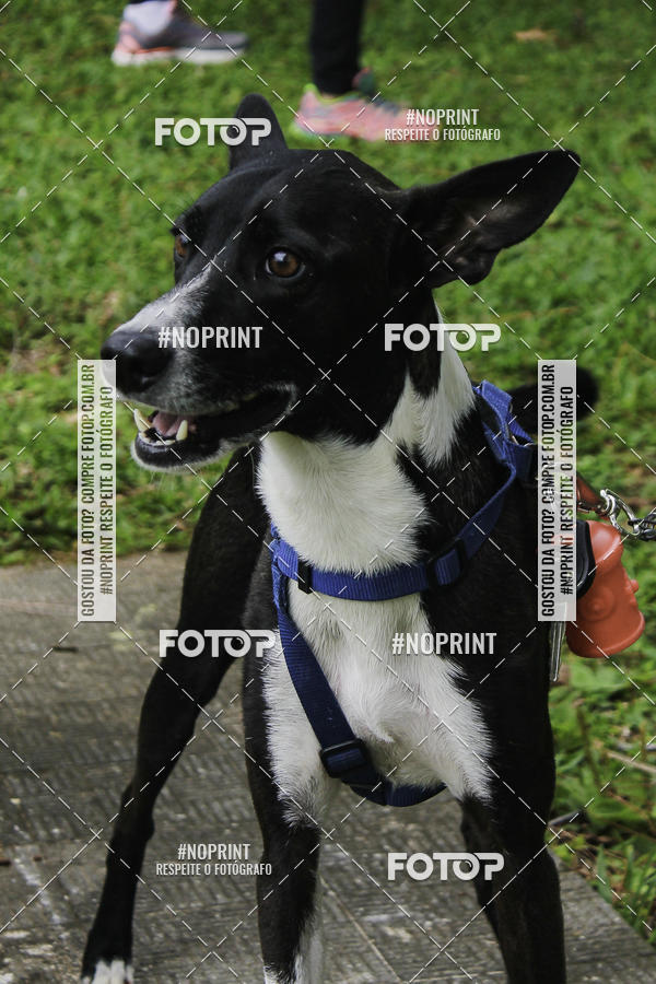 Buy your photos of the event2 PET RUNNER 2019 on Fotop