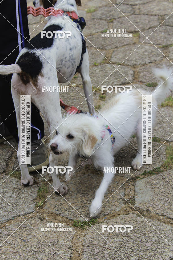 Buy your photos of the event2 PET RUNNER 2019 on Fotop