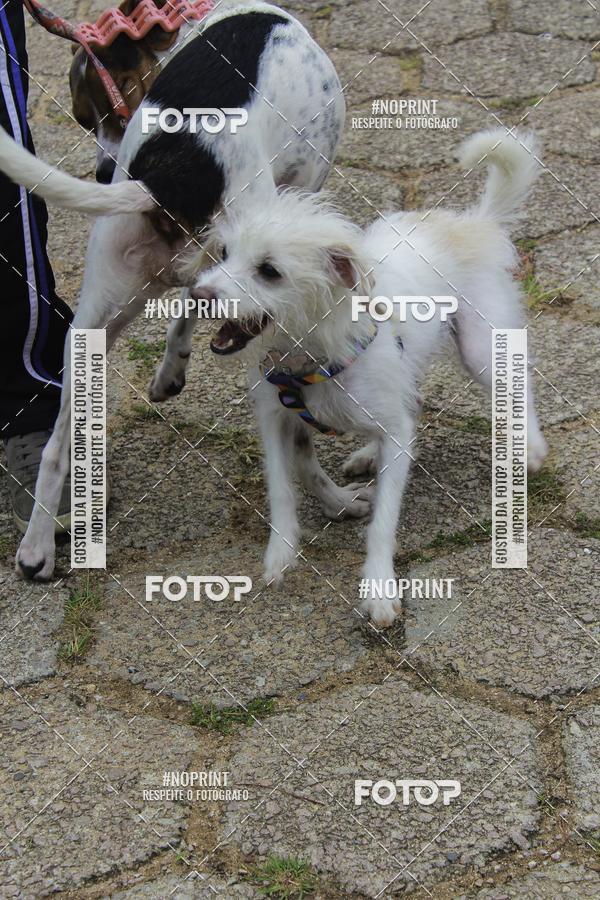 Buy your photos of the event2 PET RUNNER 2019 on Fotop