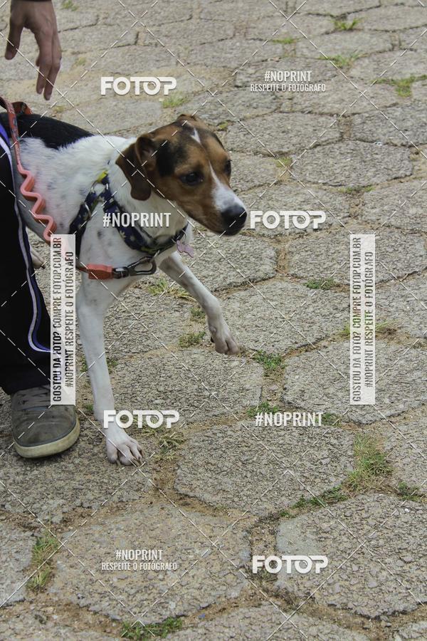 Buy your photos of the event2 PET RUNNER 2019 on Fotop