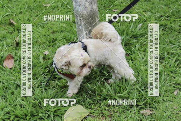 Buy your photos of the event2 PET RUNNER 2019 on Fotop