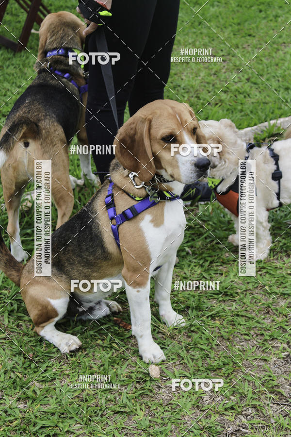 Buy your photos of the event2 PET RUNNER 2019 on Fotop