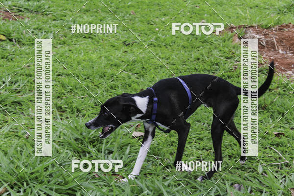 Buy your photos of the event2 PET RUNNER 2019 on Fotop