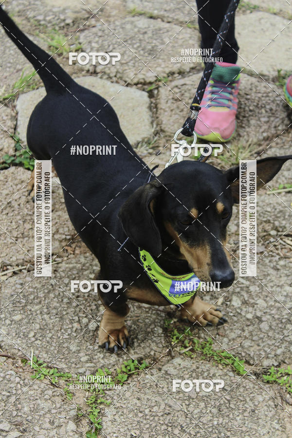 Buy your photos of the event2 PET RUNNER 2019 on Fotop
